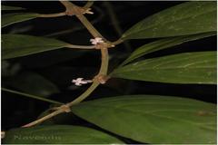 Lasianthus acuminatus